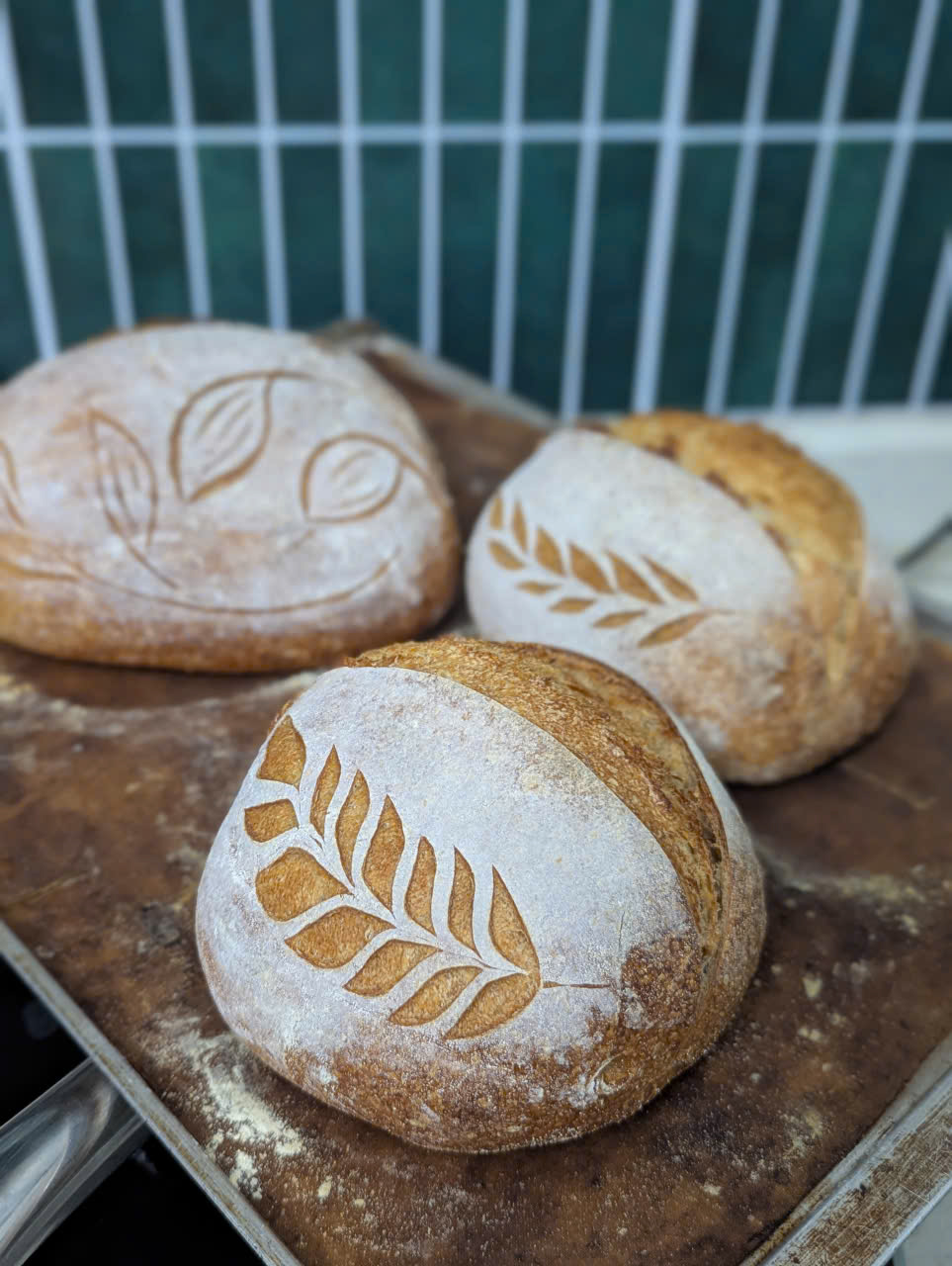 Scored sourdough loaves on a wooden board